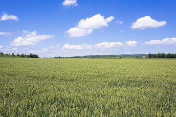 Fototapeta premium 道東の訓子府の田園風景