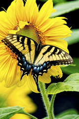 Eastern Tiger Swallowtail Butterfly feeds on a sunflower bloom.