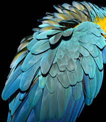 Beautiful Blue Macaw Feathers 