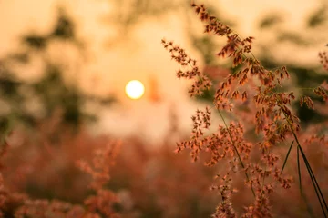 Foto op geborsteld aluminium Natuur Red  Lawn dry in the sunset