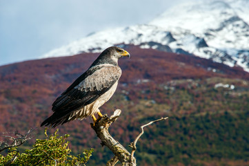 Patagonian classic: bird, tree, hill. Torres del Paine National