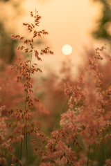 Red  Lawn dry in the sunset