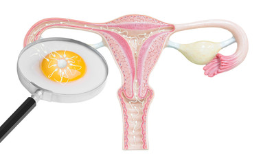 sperms and egg being fertilized isolated on white background