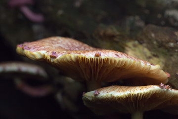 Wild mushrooms on the forest ground.