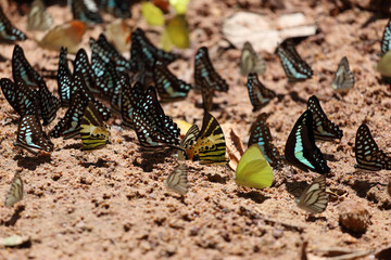 Group of  butterfly on the ground