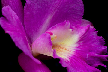 Close-up purple wild flower