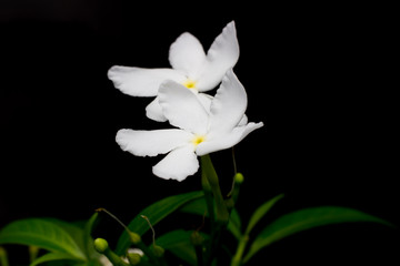 Fototapeta na wymiar Beautiful background of white flowers with yellow stamens small.
