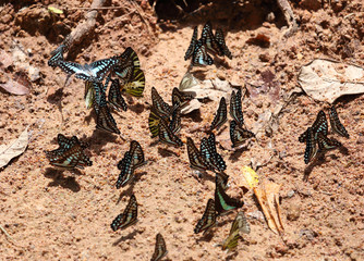 Group of The Common Jay butterfly