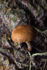 Wild mushrooms growing on dead trees topple the deducted decay