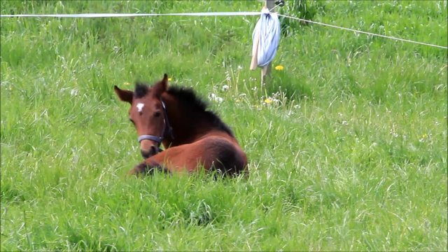 Fohlen Stutfohlen, liegend, gr&uuml;ne Wiese, fr&uuml;hling
