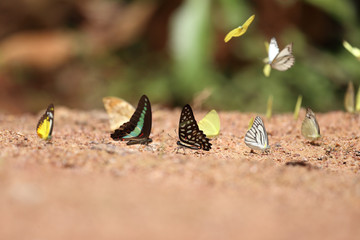 Group of  butterfly on the ground