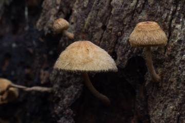 Wild mushrooms growing on dead trees topple the deducted decay