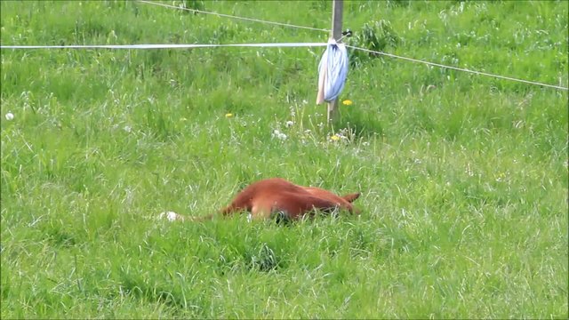 Fohlen Stutfohlen braun liegt auf Wiese im Gras im Fr&uuml;hling

