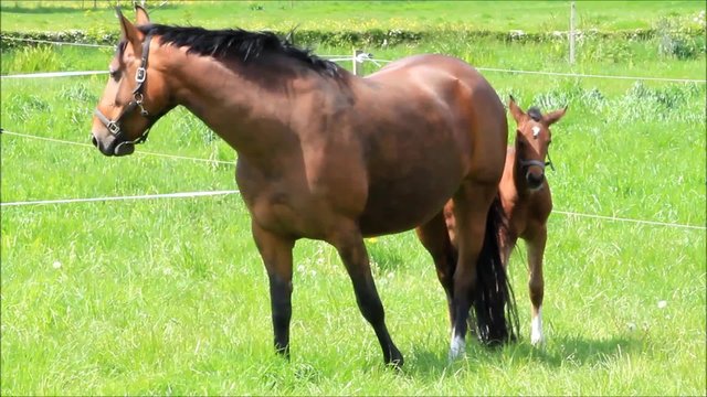Pferde, Muttertier und Stutfohlen beim abgrasen auf der Wiese im Fr&uuml;hling
 