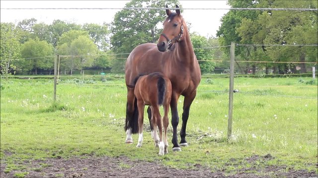 Pferde, Muttertier und Stutfohlen beim abgrasen auf der Wiese im Fr&uuml;hling
 