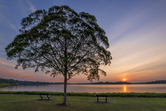 Lone tree in park at Upper Seletar Reservoir at sunset in Singapore