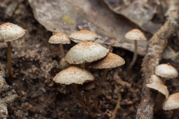 Wild mushrooms on the forest ground.