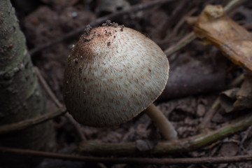 Wild mushrooms on the forest ground.