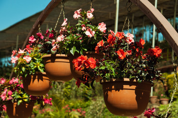 Fototapeta na wymiar Flowerpots with Impatiens flowers
