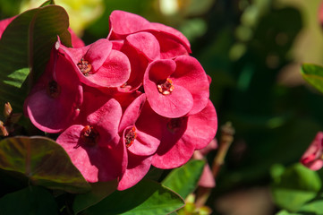 Pink euphorbia milii flower
