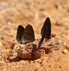 Common Indian Crow butterfly (Euploea core Lucus)