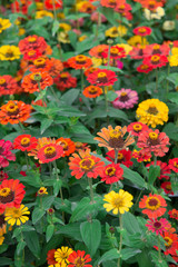 colorful chrysanthemum flowers in outdoor