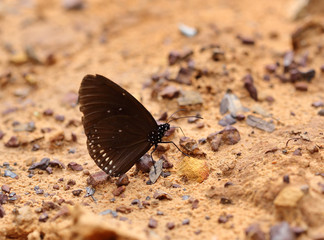 Common Indian Crow butterfly (Euploea core Lucus)