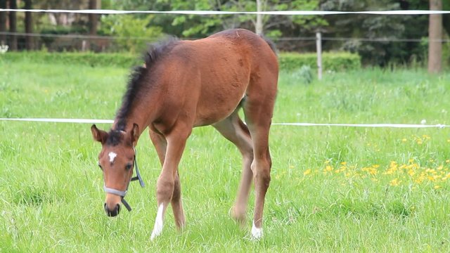 braunes Fohlen Stutfohlen beim abgrasen auf der Wiese im Fr&uuml;hling 
 