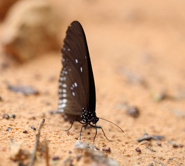 Common Indian Crow butterfly (Euploea core Lucus)