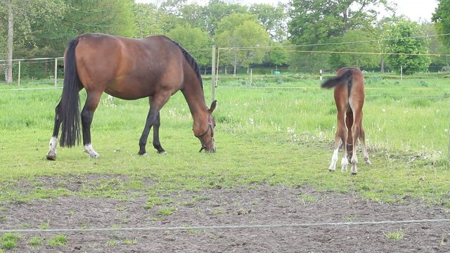 Pferde, Muttertier und Stutfohlen beim abgrasen auf der Wiese im Fr&uuml;hling
 