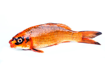 carp fish, koi fish isolated
