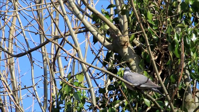 Taube, Ringeltaube im Baum im Frühling
 