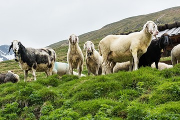 Schafe auf der Sommerweide im Ötztal