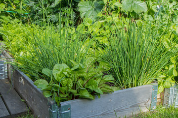 Fototapeta na wymiar Lettuce, chives and other herbs and plants in a wooden crate in a garden.