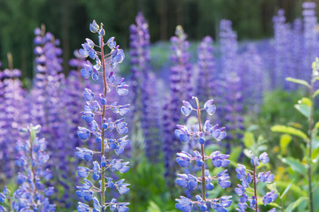 Close-up of lupine flowers at a meadow full of lupines - Powered by Adobe