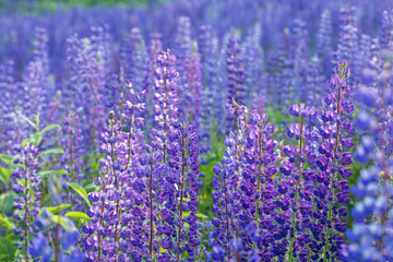 Closeup of a field full of lupine flowers, focused on the foreground