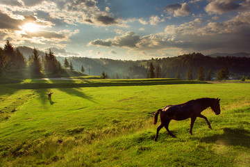 Horses in forest at sunset under cloudy sky