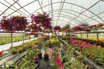 Flowers in greenhouse