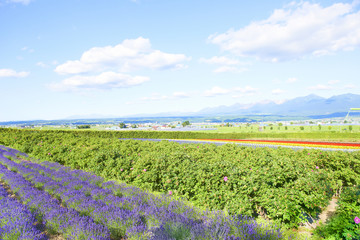 Obraz premium ラベンダー畑 北海道 富良野