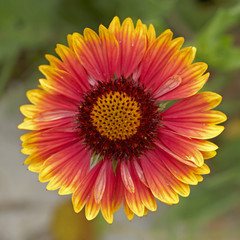 Gazania flower closeup in the garden