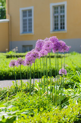 Blooming giant onion (Allium Giganteum) in the garden