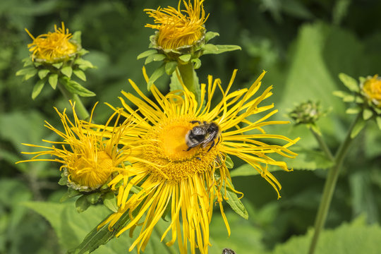 Echter Alant (Inula helenium) , Hummel  (Bombus)