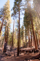 Giant Sequoia in Yosemite