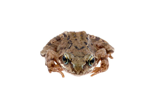 Brown European frog on a white background