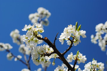 Опять весна