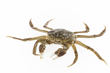 living freshwater crab