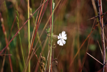 kwiat w trawie