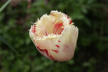 white Tulip