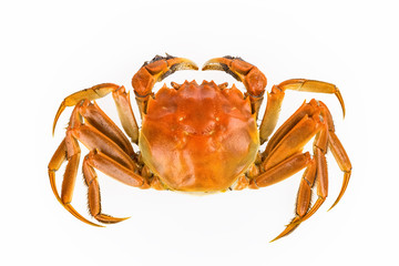 delicious freshwater crab