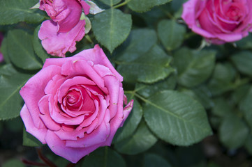 Роза садовая розовая